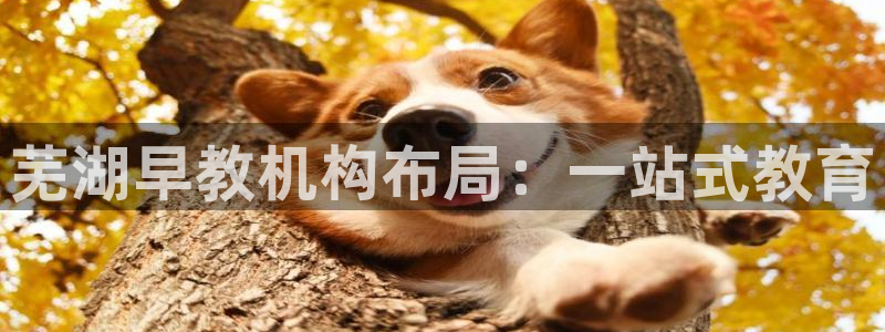 天顺娱乐 直d招22999：芜湖早教机构布局：一站式教育